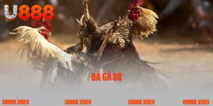 Đá Gà 88: Mang Sự Kịch Tính Và Hồi Hộp Trong Mỗi Cuộc So Tài