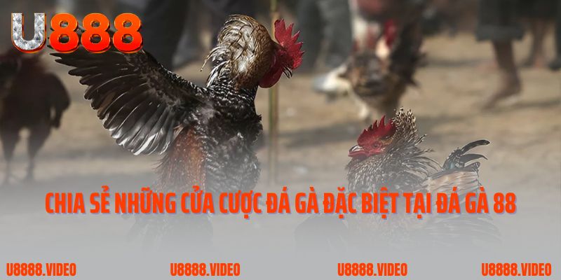 Chia sẻ những cửa cược đá gà đặc biệt tại đá gà 88
