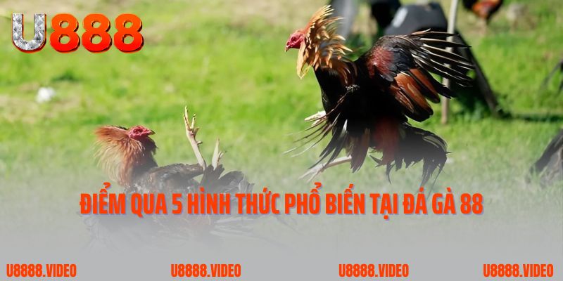 Điểm qua 5 hình thức phổ biến tại đá gà 88