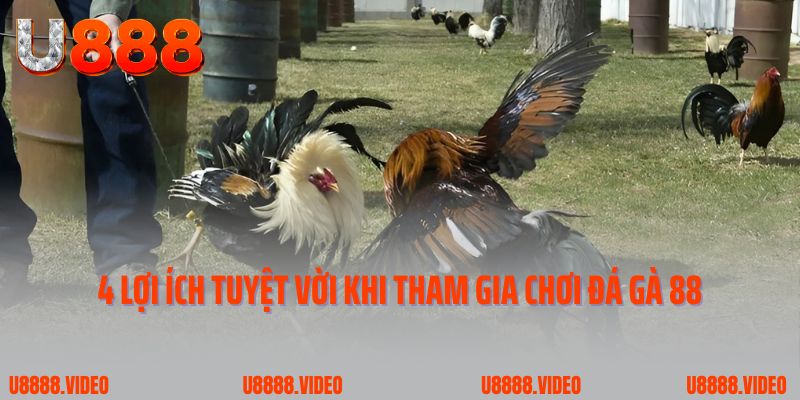 4 lợi ích tuyệt vời khi tham gia chơi đá gà 88