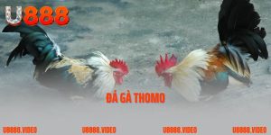 Khám Phá Đá Gà Thomo – Sảnh Chơi Kịch Tính Và Hot Nhất 2025