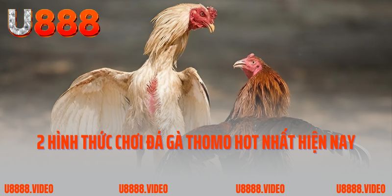 2 hình thức chơi đá gà Thomo hot nhất hiện nay