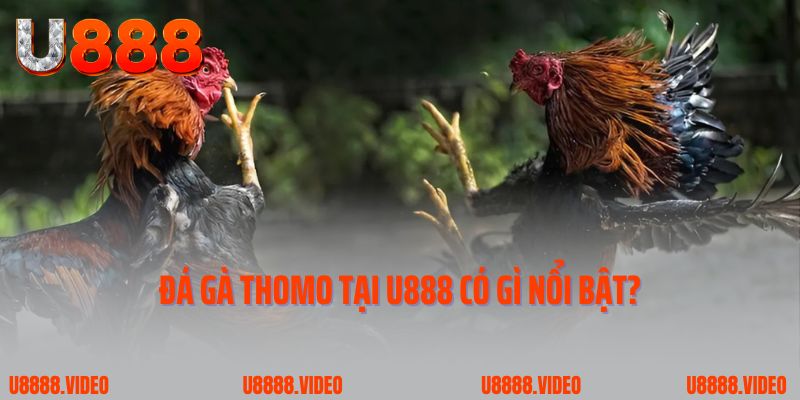 Đá gà Thomo tại U888 có gì nổi bật?