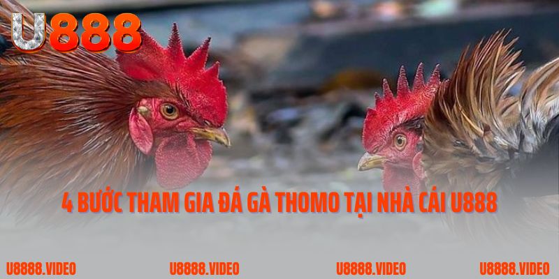 4 bước tham gia đá gà Thomo trực tuyến tại nhà cái U888