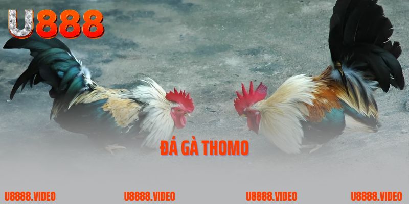 Khám Phá Đá Gà Thomo – Sảnh Chơi Kịch Tính Và Hot Nhất 2025