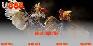 Đá Gà Trực Tiếp – Cảm Giác Chân Thật, Kịch Tính Từng Giây