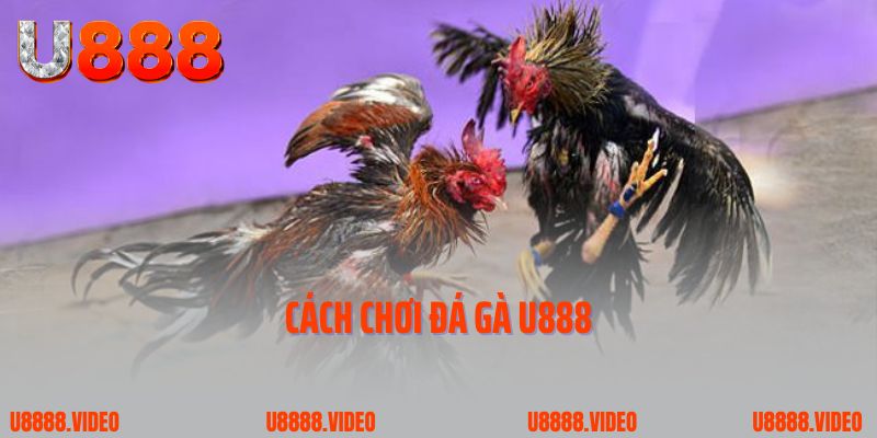 Cách chơi đá gà U888