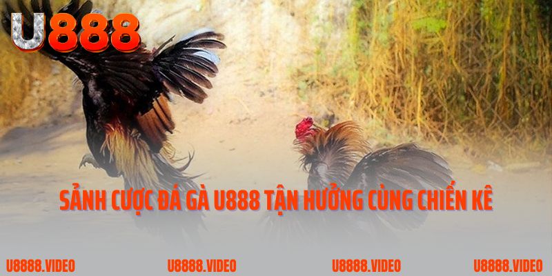 Sảnh cược đá gà U888 tận hưởng cùng chiến kê