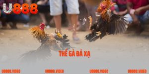 Thế Gà Đá Xạ – Kỹ Thuật Tấn Công Mạnh Mẽ và Chính Xác