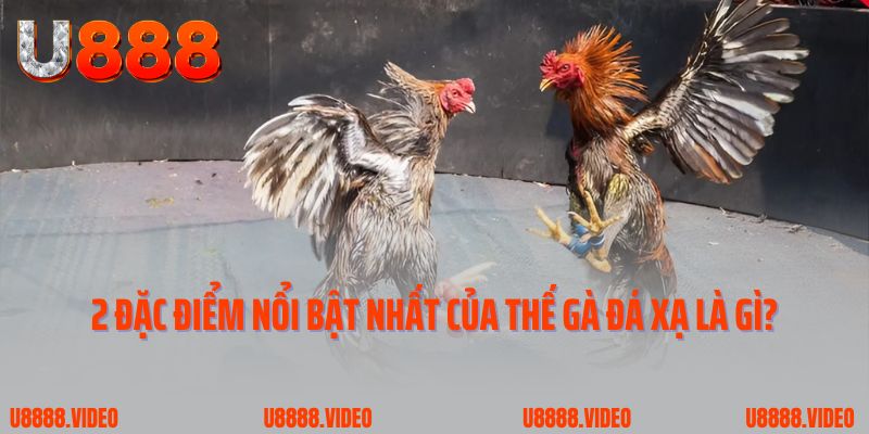 2 đặc điểm nổi bật nhất của thế gà đá xạ là gì?