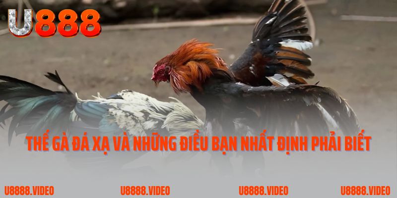 Thế gà đá xạ và những điều bạn nhất định phải biết