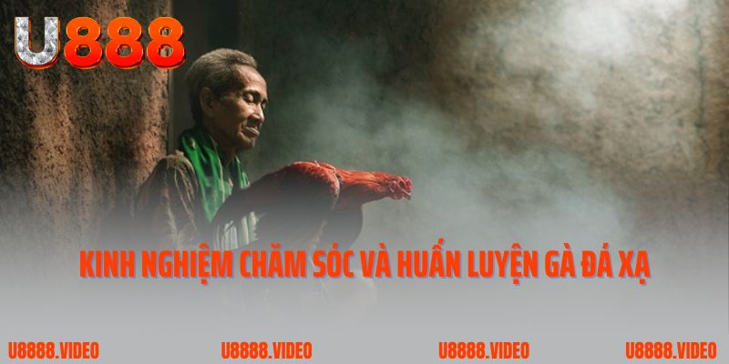 Chia sẻ kinh nghiệm chăm sóc và huấn luyện gà đá xạ hiệu quả